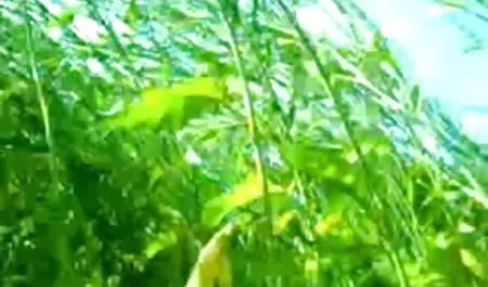 सुंदर तेल सेक्स हिंदी भोजपुरी सेक्सी फिल्म